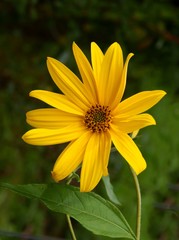 yellow flowers of Heliopsis scabra plant close up