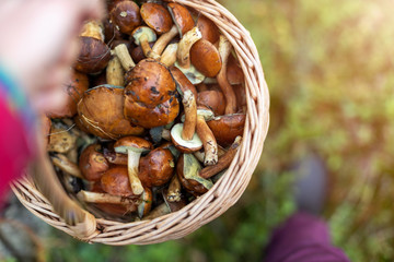 Picking mushrooms in the woods