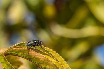 fly on top of Green leaf with Green background