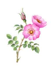 Briar Rose Hand-drawn Pencil Illustration Isolated on White