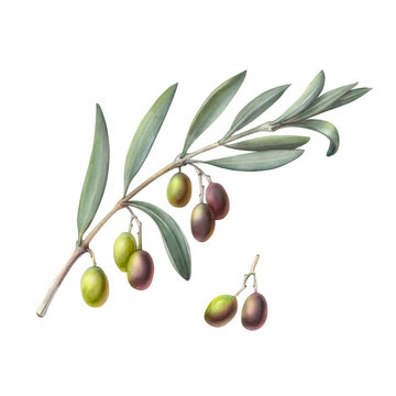 Olive Tree Branch Pencil Illustration Isolated on White