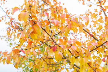 Autumn tree with yellow leaves in cloudy weather