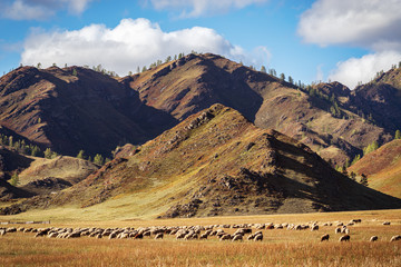 A flock of sheep grazing in a mountain pasture