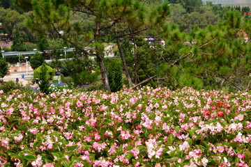 Dalat, Vietnam - May 2019. Field of pink flowers in Flower Park