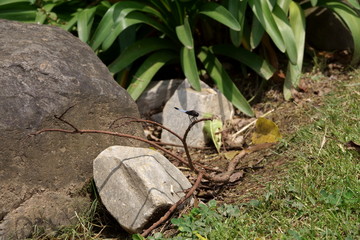 Dragonfly on a broken branch