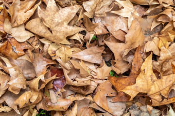 Dry Autumn Leaves on The Ground