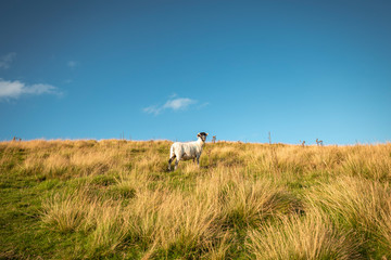 Sheep on Grassy Hillside at Summer