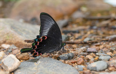 Paris Peacock Butterfly Closed wing at Garo Hills,Meghalaya,India