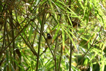 Bird with a big black beak on a tree