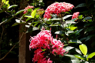 Bush with red flowers on a sunny day