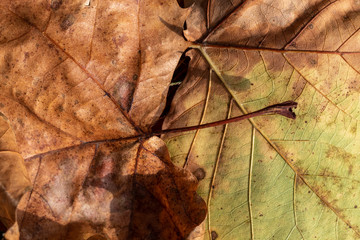 Closeup Brownish Dry Autumn Leaves