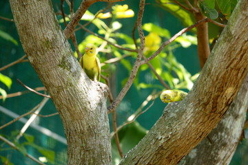 Yellow parrots on a tree