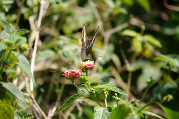 Butterfly on a multicolor flower