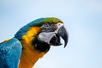 Squawk