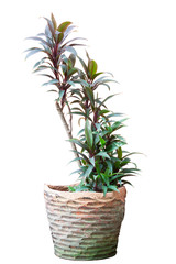 Cordyline Fruticosa or Ti plant in pot isolated on white background included clipping path.