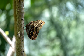 butterfly on tree