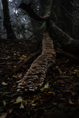 Fototapeta na wymiar Mushroom log