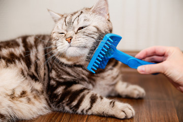 black-and-white Scottish cat combs comb on the floor