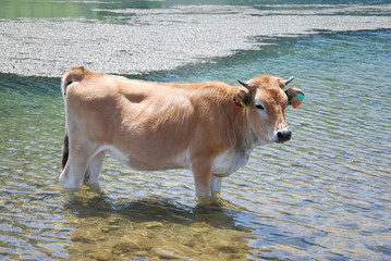 VACAS PASTANDO EN LA MONTAÑA CON LAGO