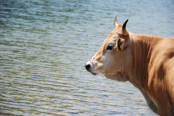 VACAS PASTANDO EN LA MONTAÑA CON LAGO