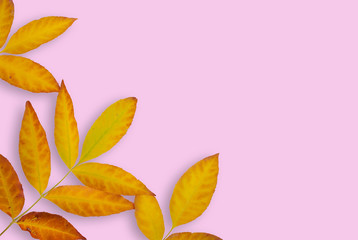 Autumn composition. Frame made of autumnal leaves on a pink background. Flat lay, left view, copy space