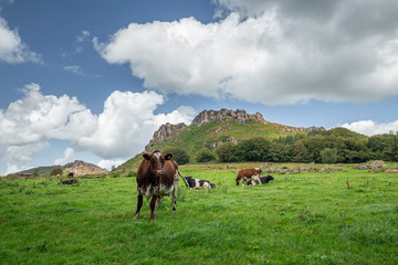 Fototapeta na wymiar Grazing Cattles on Green Pastures in Peak District, UK