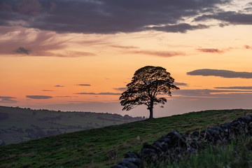 Silhoutee of Alone Tree Against Colourful Twilight Sky