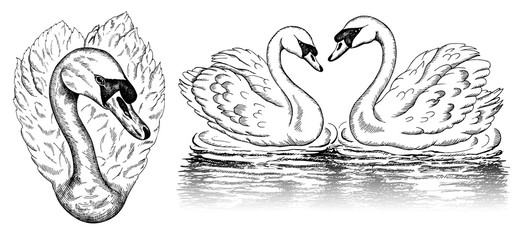 Vector illustration of sketch hand drawn set of sketch swans isolated on white background. Heart shape swan, vintage line art wild bird, reflection on water, engraving animal