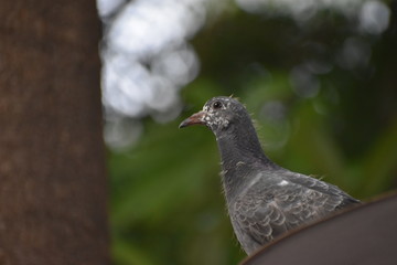 A close up of a pigeon