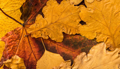 Naklejka na ściany i meble Background of colorful leafs. Autumn theme.