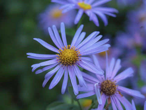 Lavender coloured asters flowering in a garden