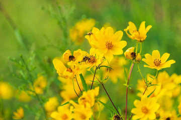 prairie field meadow of yellow daisy sunflower flowers	