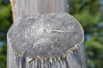 Chopped tree, stump. Nature. The sad story of a tree