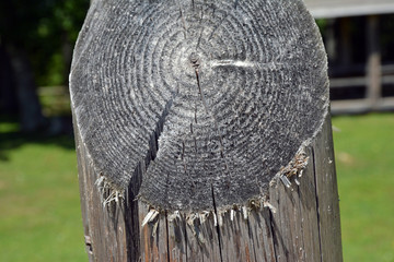 Chopped tree, stump. Nature. The sad story of a tree