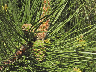 swollen buds and young pine cones on May warm sunny day
