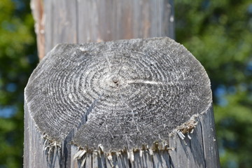 Chopped tree, stump. Nature. The sad story of a tree