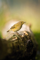Phylloscopus collybita, Common chiffchaff The bird is sitting at the waterhole in the forest Reflecting on the surface Preparing for the bath Colorful backgound with some flower..