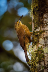 Xiphocolaptes promeropirhynchus, Strong-billed woodcreeper The bird is perched on the tree trunk in nice natural wildlife environment of Ecuador..