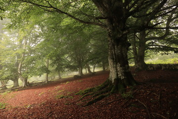 Bosque de hayas bajo la niebla