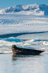 Harbor seal, common seal, Phoca vitulina is laying on the ice floe at Lake Jokulsarlon in Iceland The Jökulsárlón is a large glacial lake in southeast Iceland