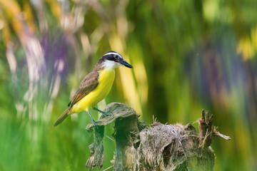 Pitangus sulphuratus,Great kiskadee The bird is perched on the branch in nice wildlife natural environment of Trinidad and Tobago..