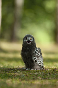 Nyctea scandiaca, Snowy owl The young bird is standing on the ground in nice wildlife natural environment of North forest..
