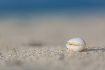 seashells on the beach in the sand in sunny day