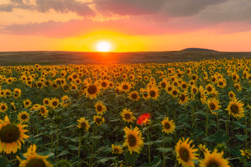 Sunflower field at sunset in summer