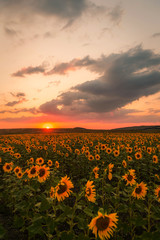 Fototapeta premium Sunflower field at sunset in summer