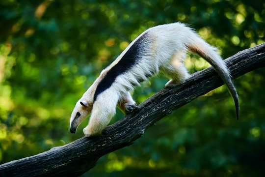 Southern Tamandua - Tamandua Tetradactyla In Brazil Rain Forest. Animal From Central America.