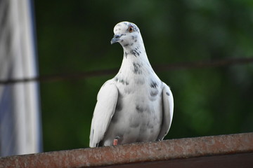 A white pigeon shot at the backyard