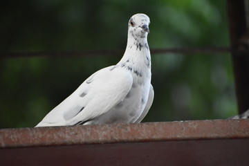 A white pigeon shot at the backyard