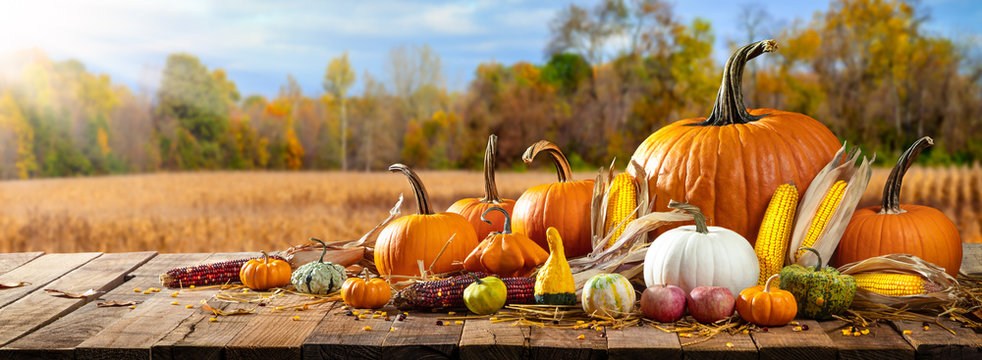 Wooden Harvest Table With Pumpkins Corncobs Gourds And Apples With Field Trees And Sunlight Background