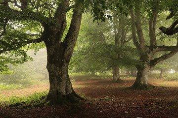 Bosque de hayas en la niebla
